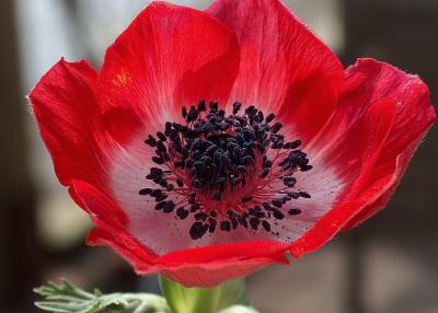 Papaver