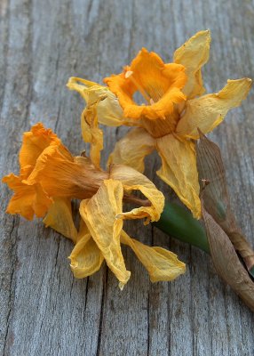 Dry daffodils