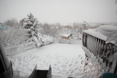 Back yard in the morning