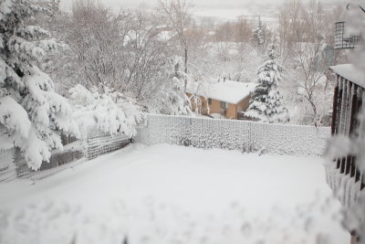 Another of the Back Yard in the morning after