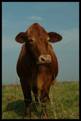 Brown Cow 2