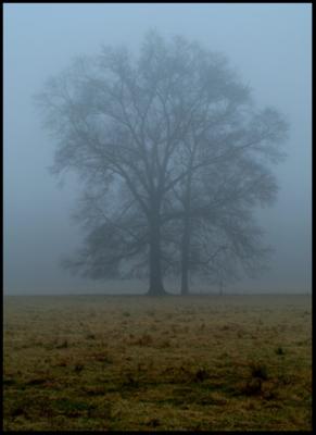 Foggy Tree
