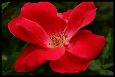 Lovely red rose!