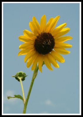 Sunflower in the sun!