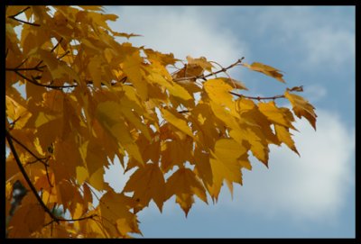 Yellow Leaves 03