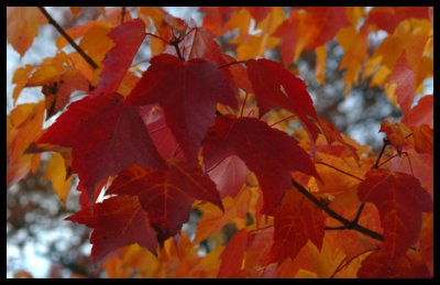 Red Leaves 01