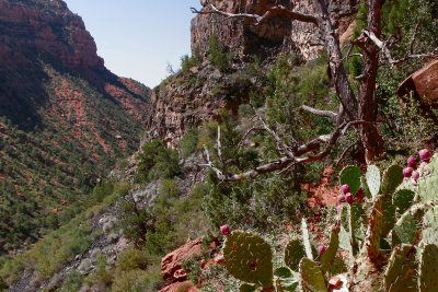 Left Fork of North Creek Flowering Cactus