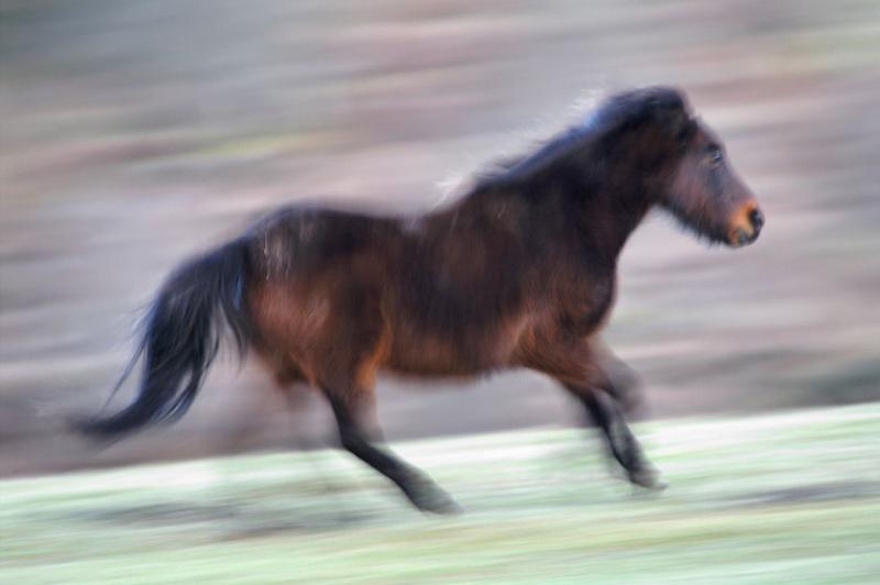 Horses1.jpg