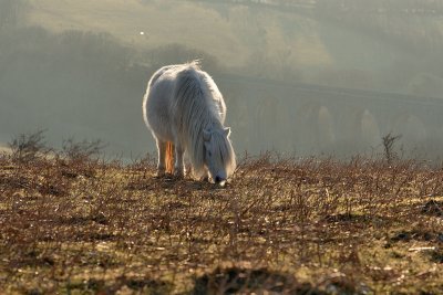 Pony over Bearslake