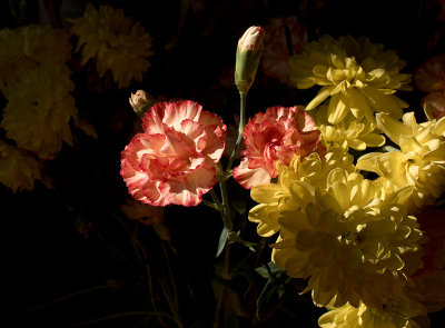 flowers in strong light_1