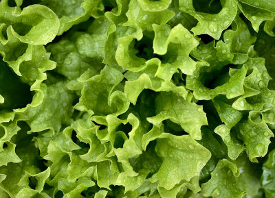 lettuce_1.jpg