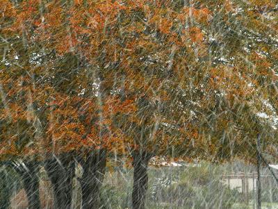 autumn snow.jpg