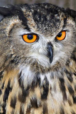 owl1.jpg