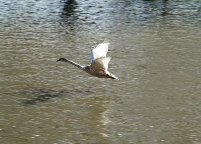 swan2.jpg