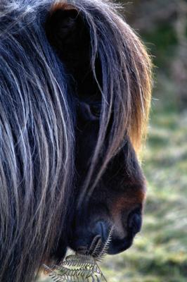 Belstone pony.jpg
