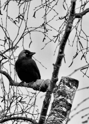 crow2.jpg