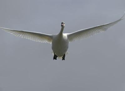 Swan landing2.jpg