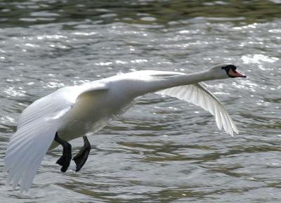 Swan land4.jpg