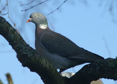 pigeon2006.jpg