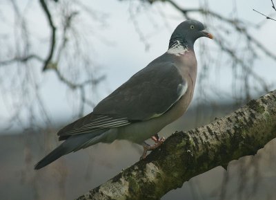 pigeon2008.jpg