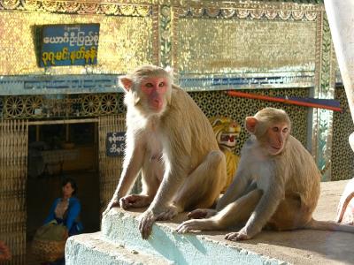 monkeys from mount Popa
