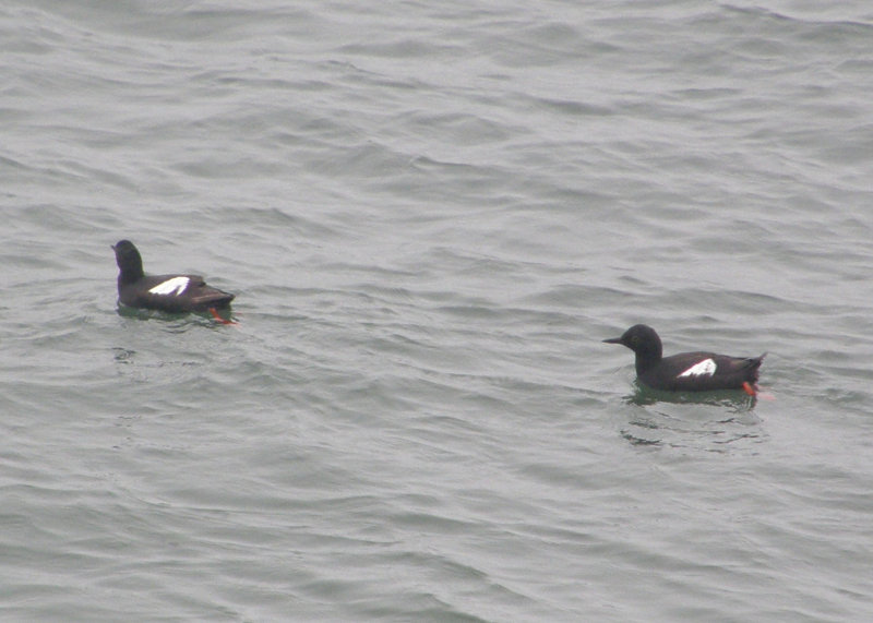 Two Pigeon Guillemots