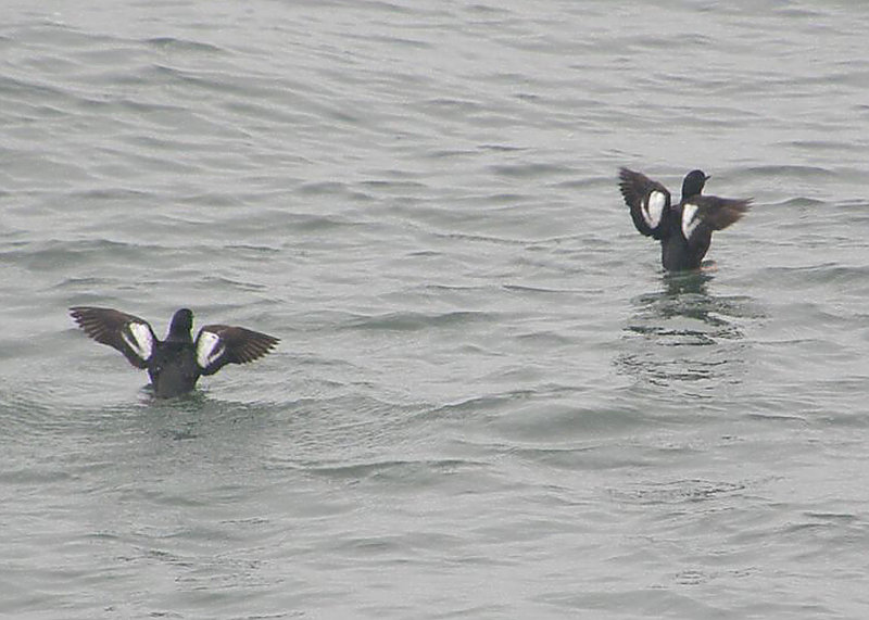 Guillemots wings