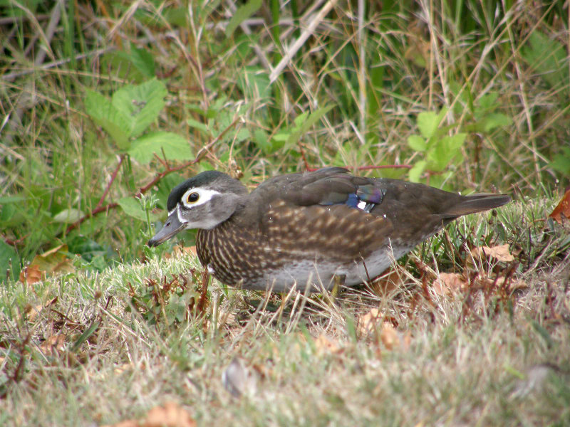 Wood Duck