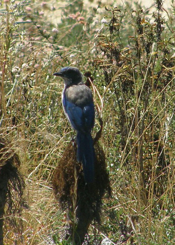 Western Scrub-jay