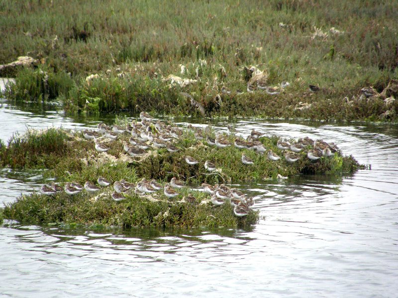 Western Sandpipers