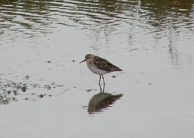 Western Sandpiper