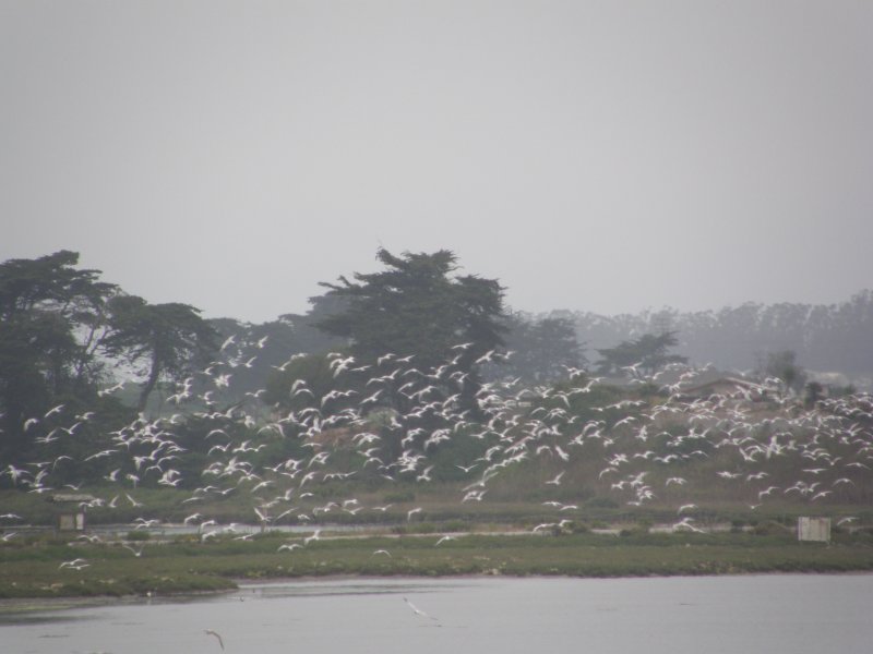 Terns in Flight