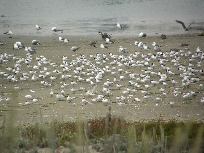 Terns