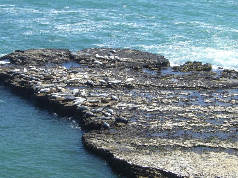 Harbor Seals