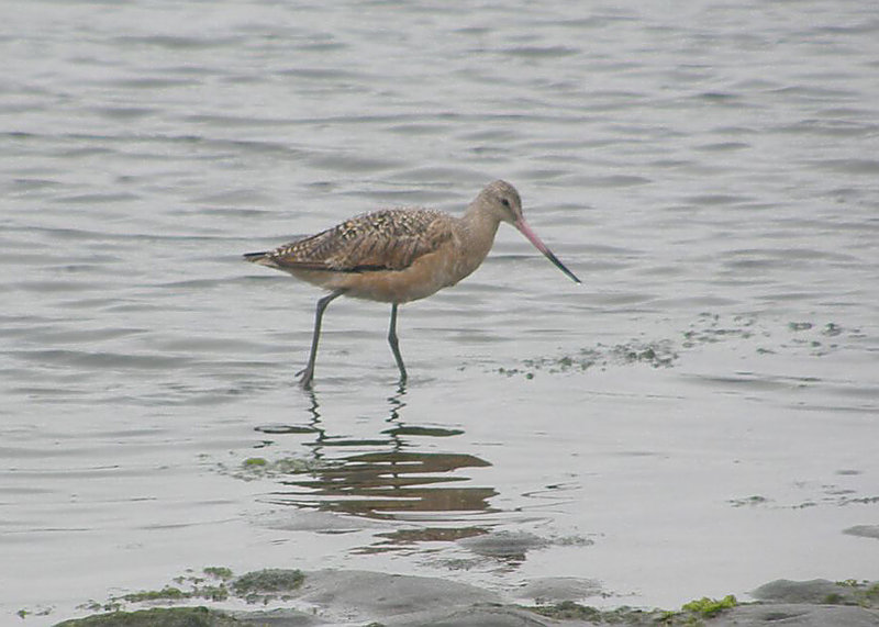Marbled Godwit