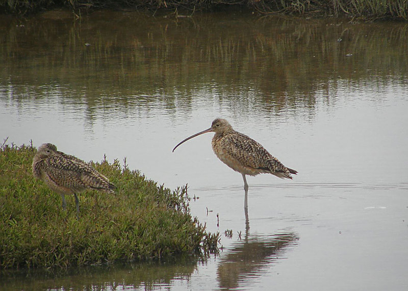 Long-billed Curlews
