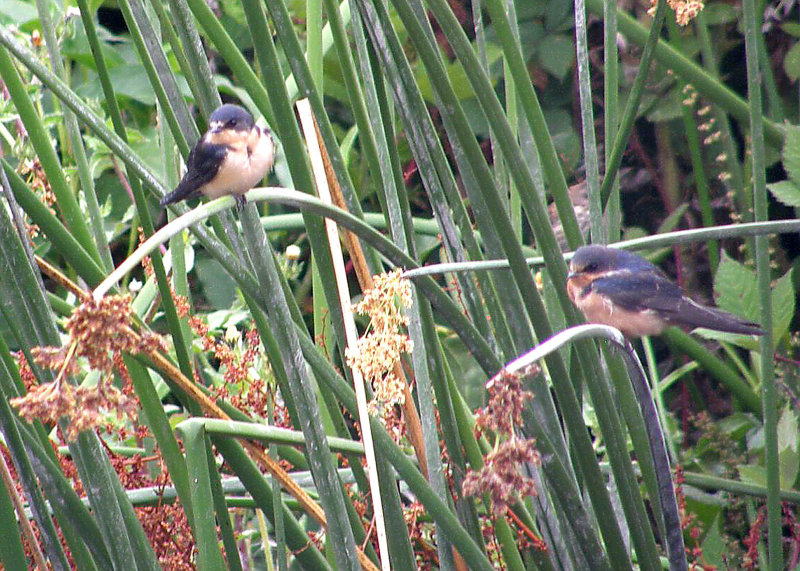 Cliff Swallows at Neary