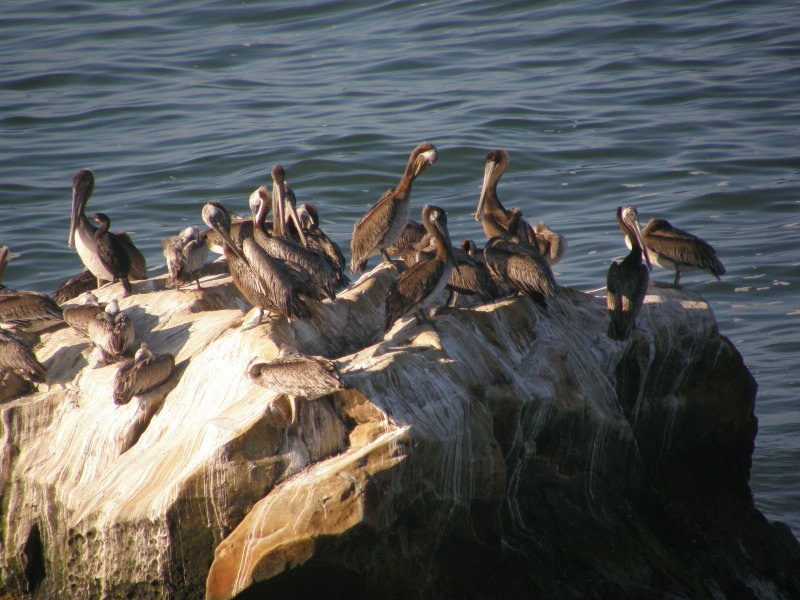 Brown Pelicans