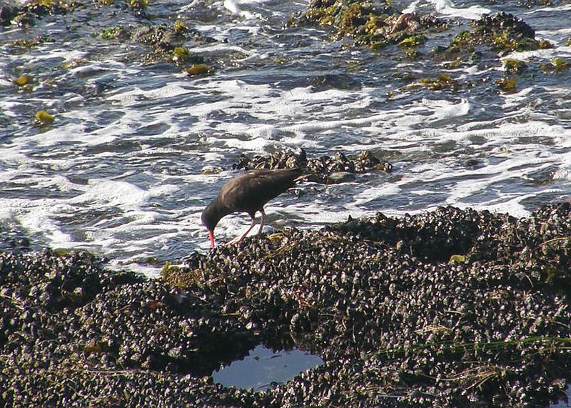 Black Oystercatcher