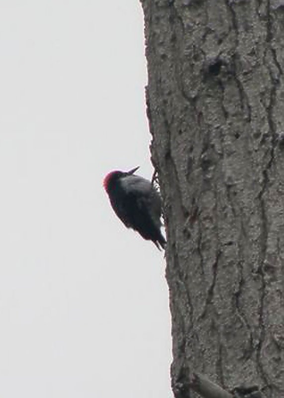 Acorn Woodpecker
