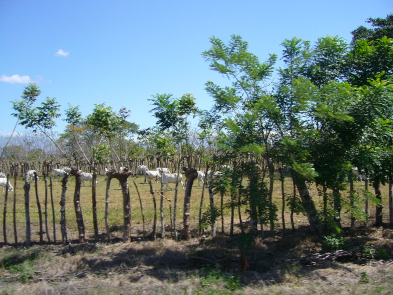 Living Fence and Cattle