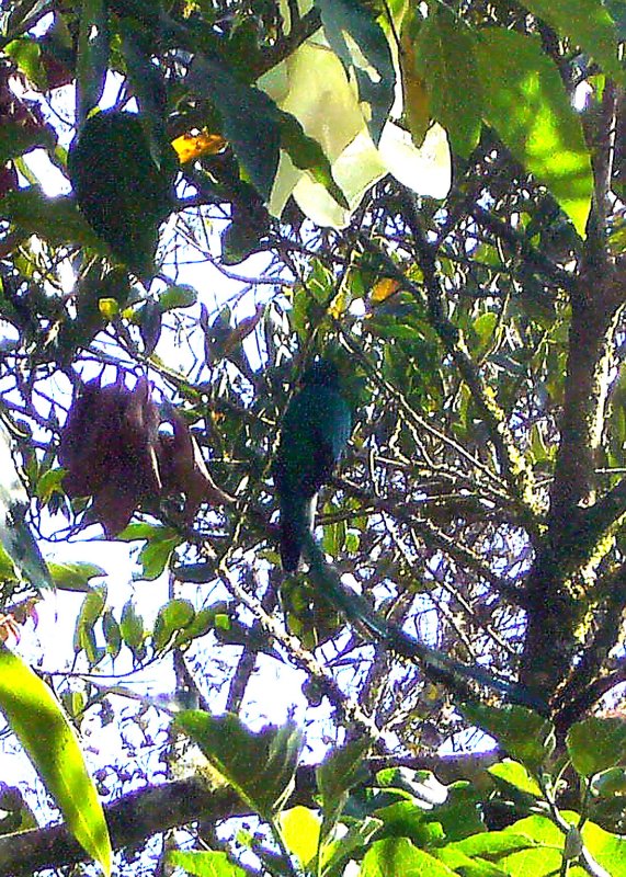 Resplendant Quetzal