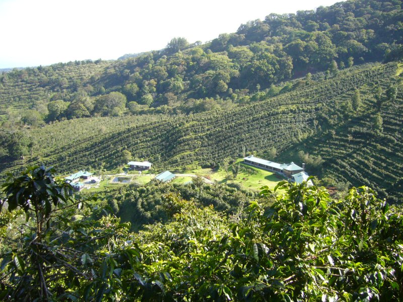 Finca Lerida and Coffee