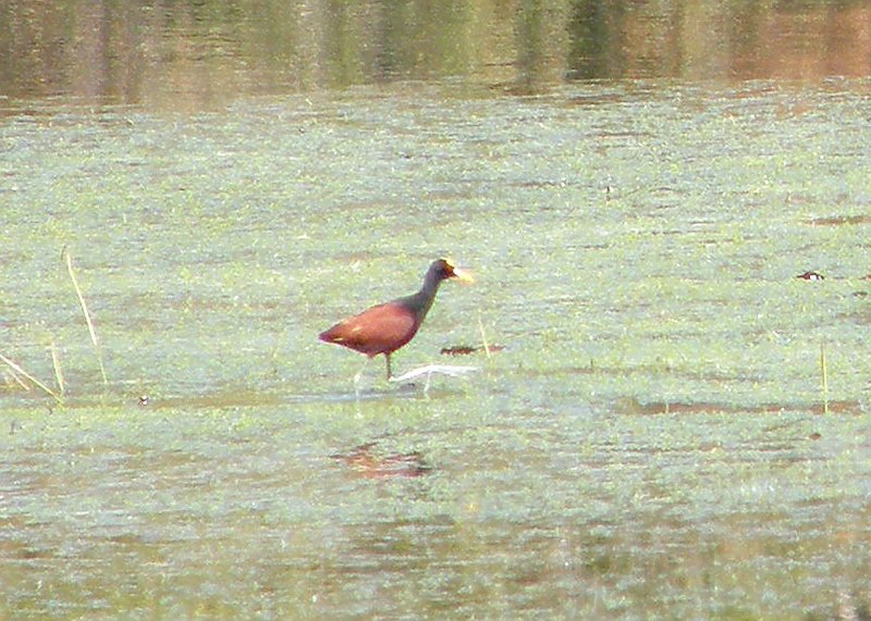 Northern Jacana
