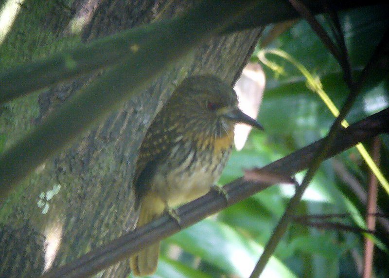White-whiskered Puffbird