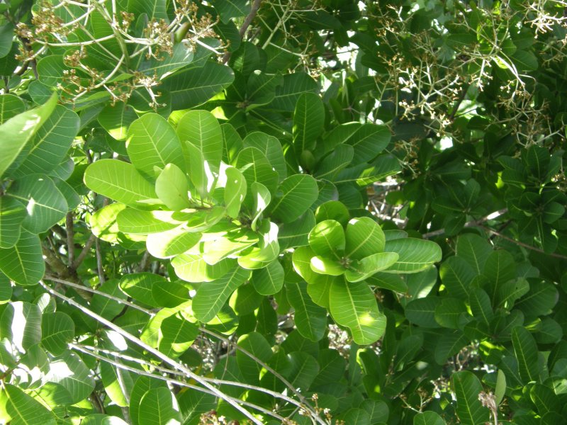 Leaves