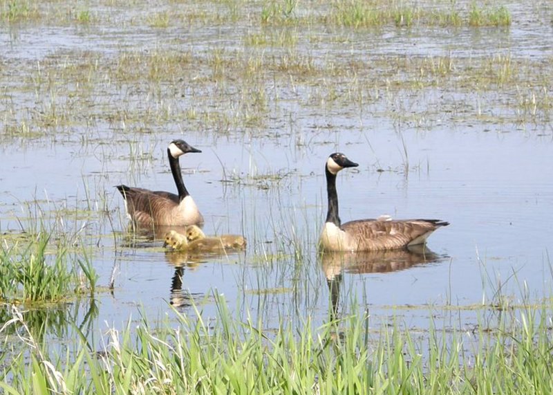 Canada Geese