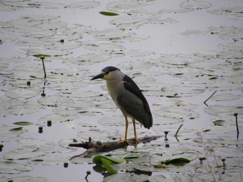 Black-crowned Night-Heron