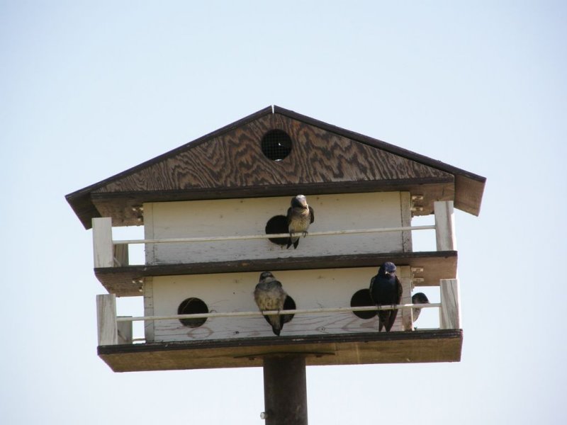 Purple Martins Abode