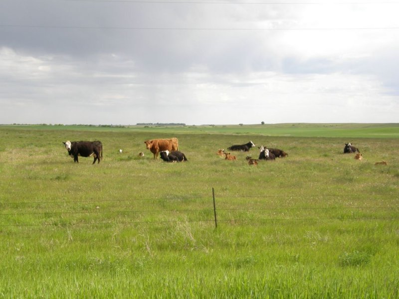 Cows